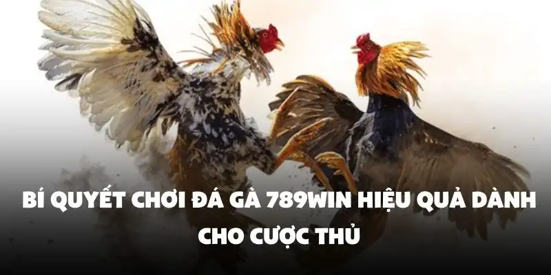 Bí quyết chơi đá gà 789Win hiệu quả dành cho cược thủ