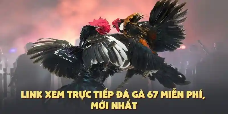 Cập nhật link đá gà 67 trực tiếp 2025