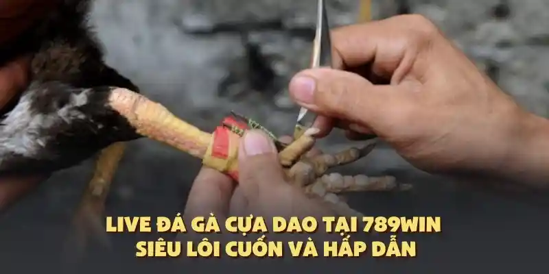 đá gà cựa dao 789win