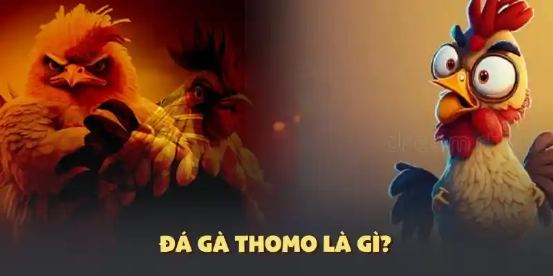 Hiểu về các giải đấu đá gà Thomo tại 789Win