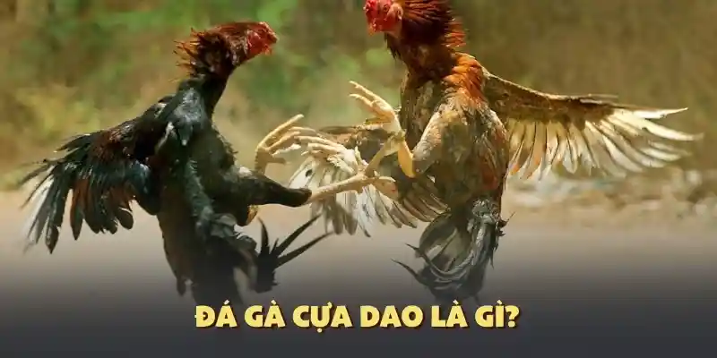 Hiểu về thể thức cá cược đá gà cựa dao