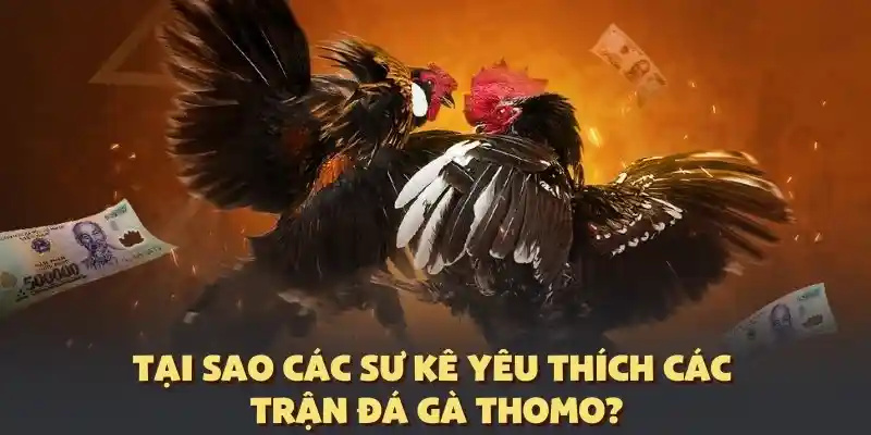 Lý giải sản phẩm cá cược đá gà Thomo được yêu thích
