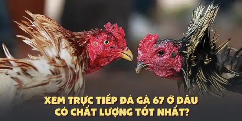 Nơi nào xem trực tiếp đá gà 67 chất lượng