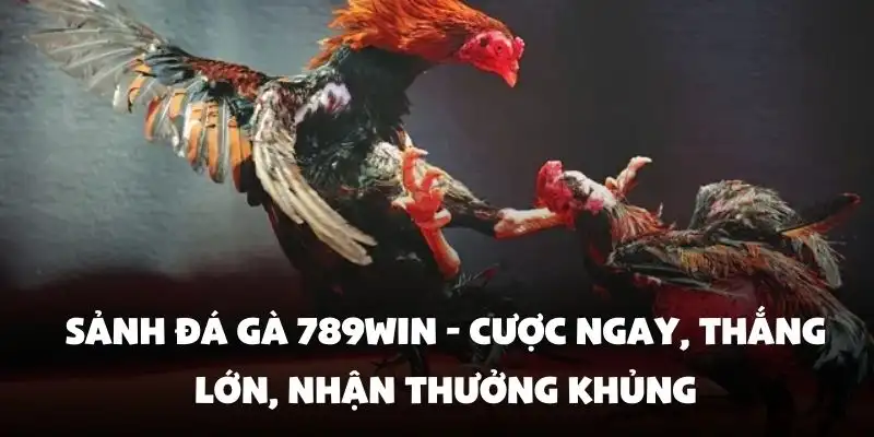 Sảnh đá gà 789Win - Cược ngay, thắng lớn, nhận thưởng khủng