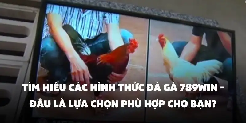 Tìm hiểu các hình thức Đá Gà 789Win - Đâu là lựa chọn phù hợp cho bạn?