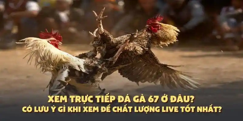 trực tiếp đá gà 67